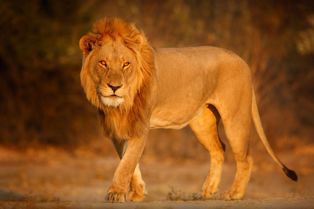 what-is-my-lion